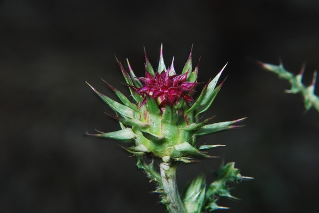 Carduus nutans